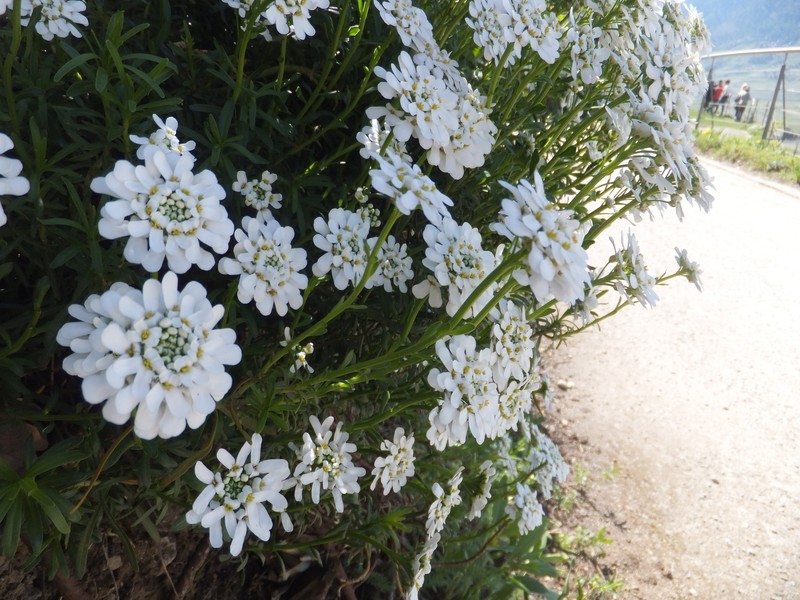 Evergreen Candytuft photo 3