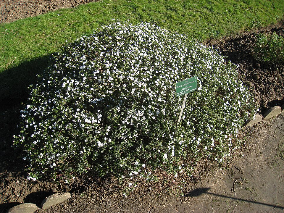 Evergreen Candytuft photo 4