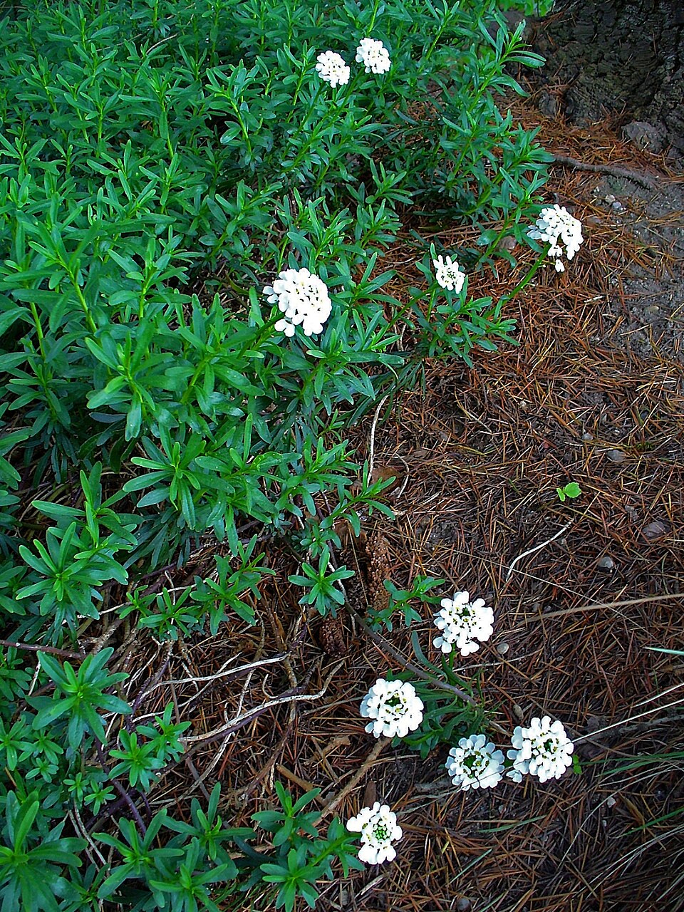 Evergreen Candytuft photo 5