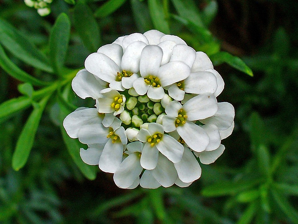 Evergreen Candytuft photo 6