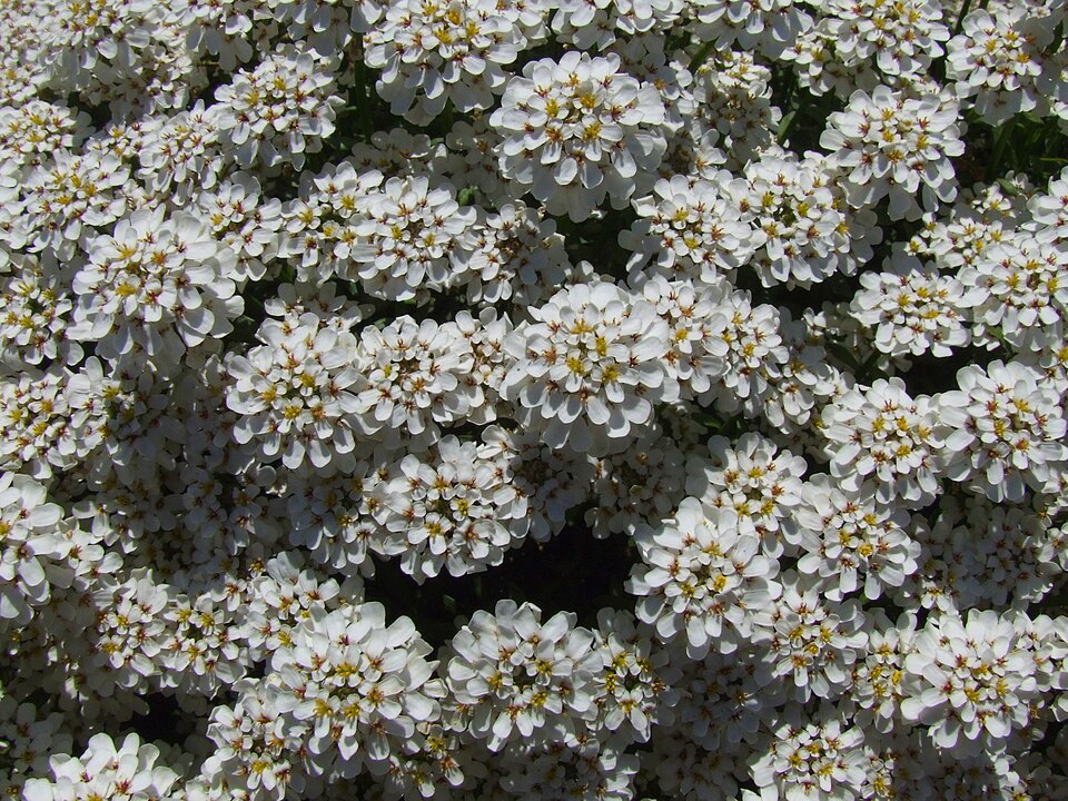 Evergreen Candytuft photo 7