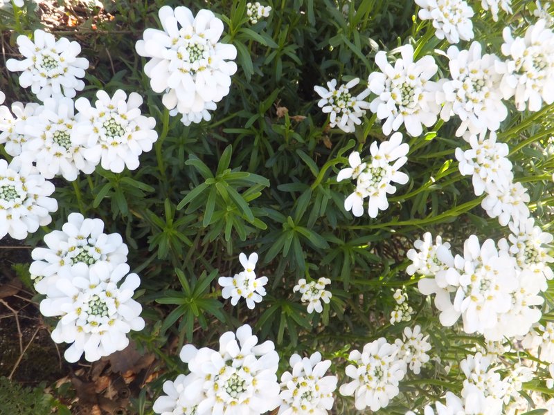 Evergreen Candytuft photo 8