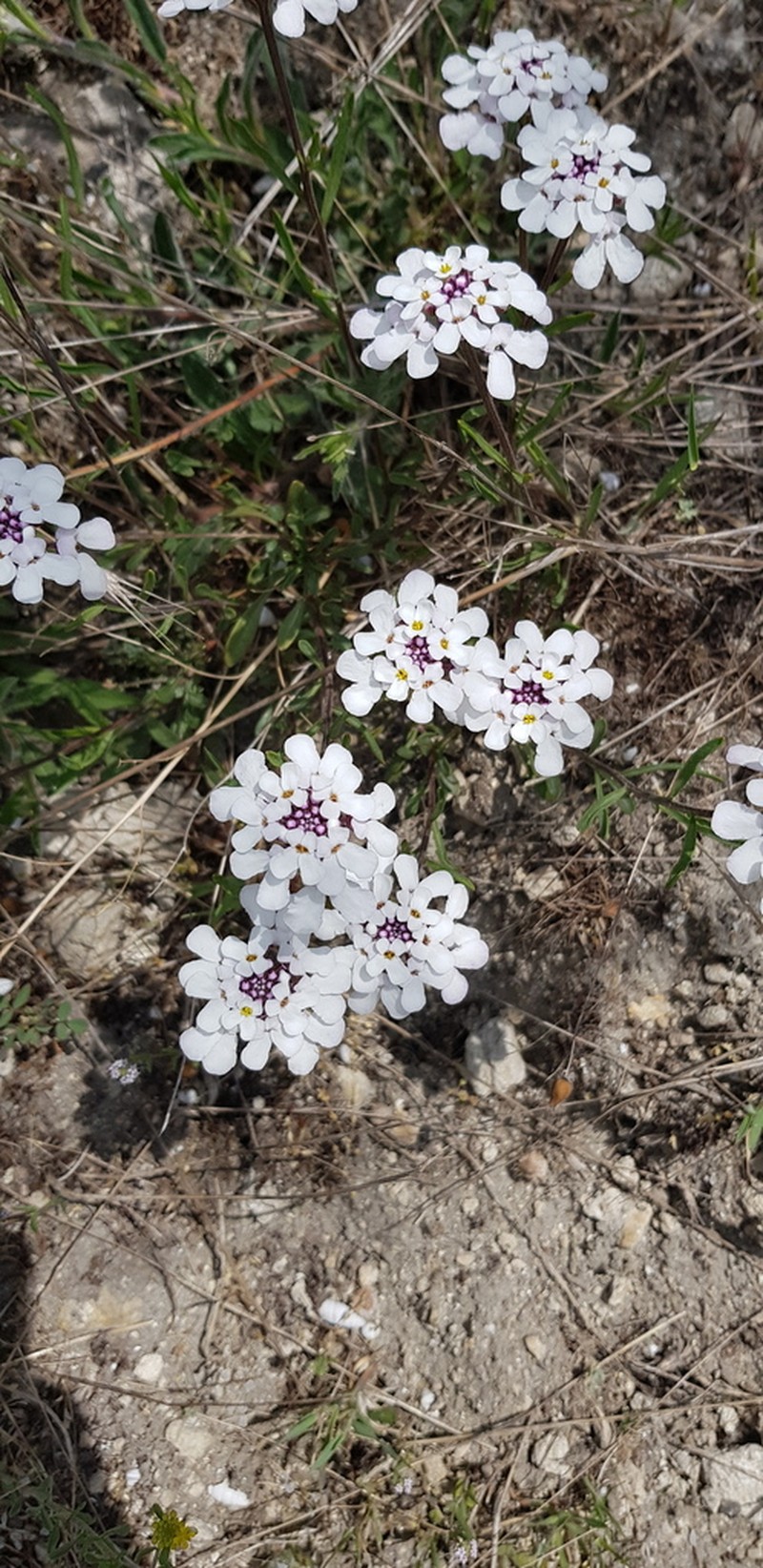 Iberis simplex photo 2