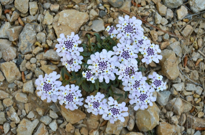 Iberis simplex photo 3