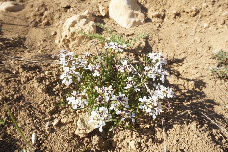 Iberis simplex photo 4