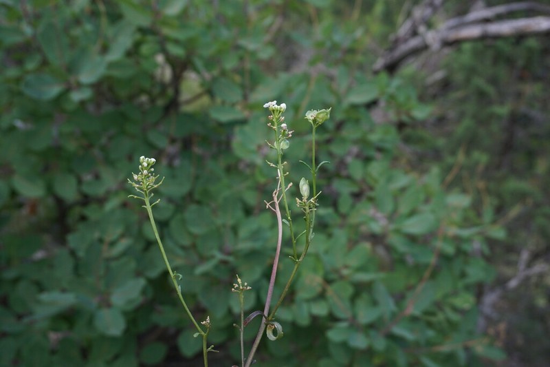 Iberis simplex photo 5