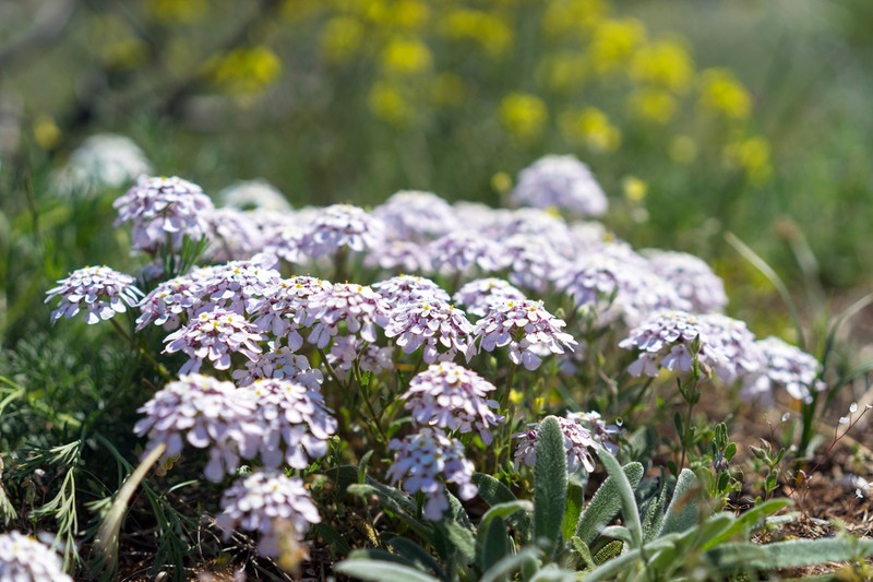 Iberis simplex photo 6