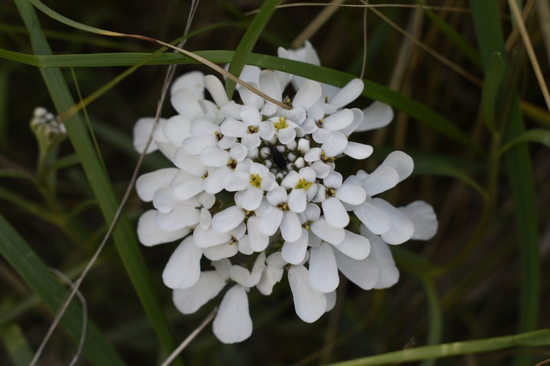 Iberis simplex photo 7