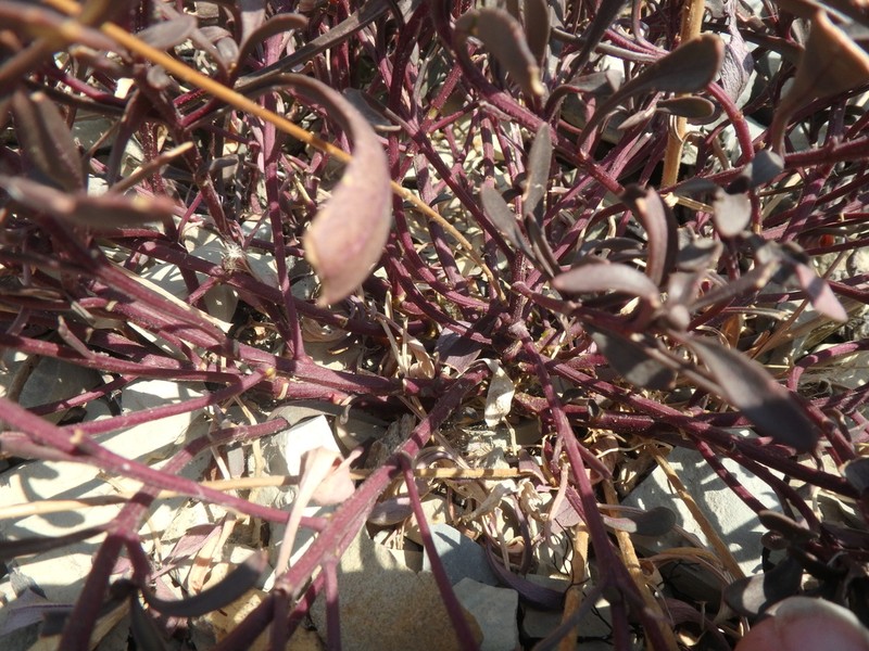 Iberis simplex photo 8