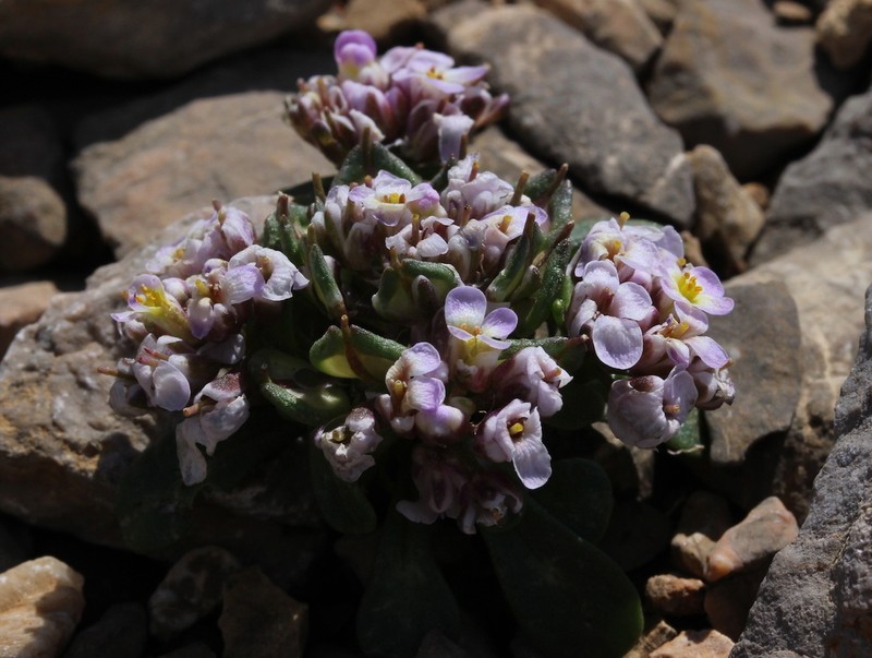 Iberis spathulata