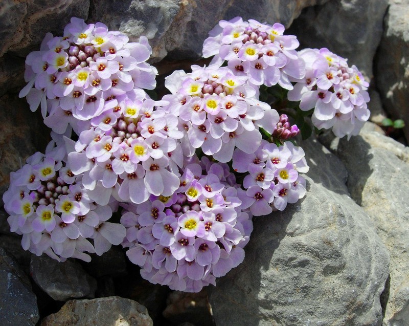 Iberis spathulata photo 2