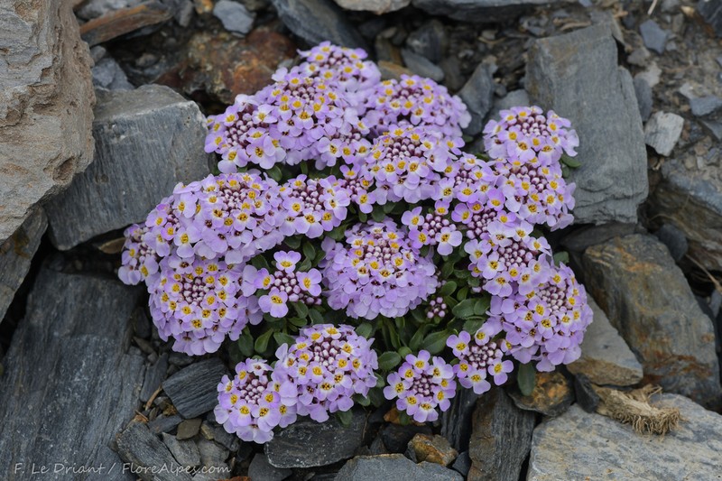 Iberis spathulata photo 3