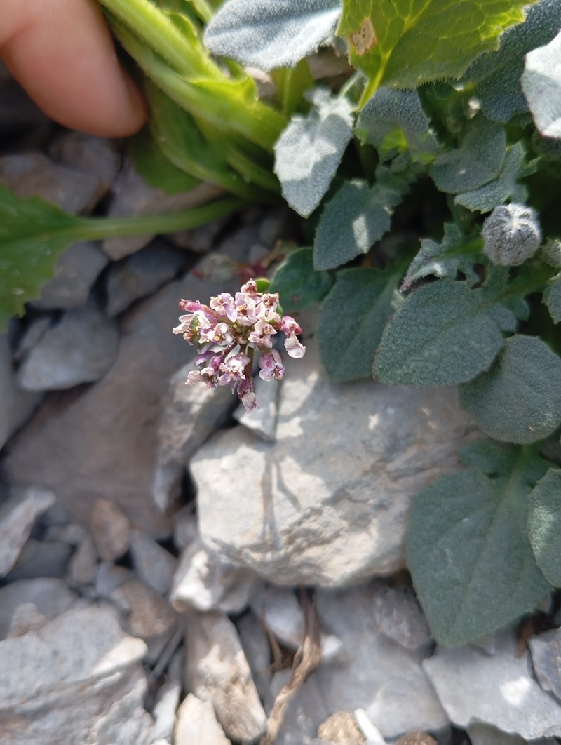 Iberis spathulata photo 4
