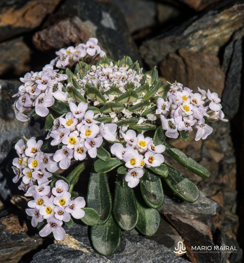 Iberis spathulata photo 5