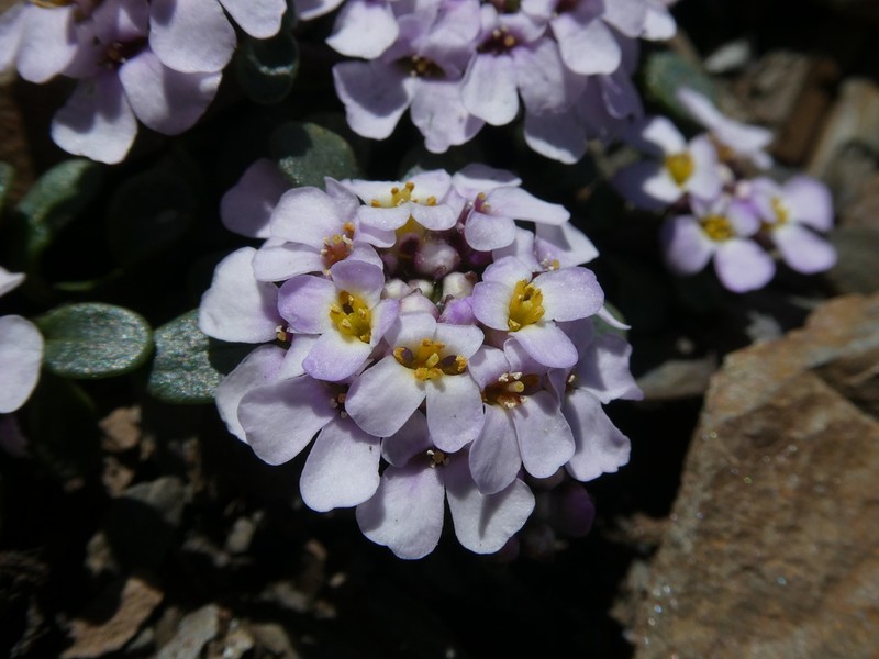 Iberis spathulata photo 6