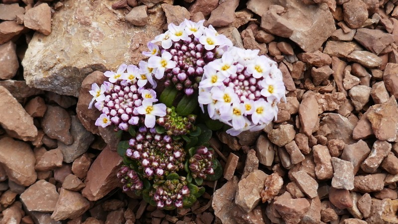 Iberis spathulata photo 7