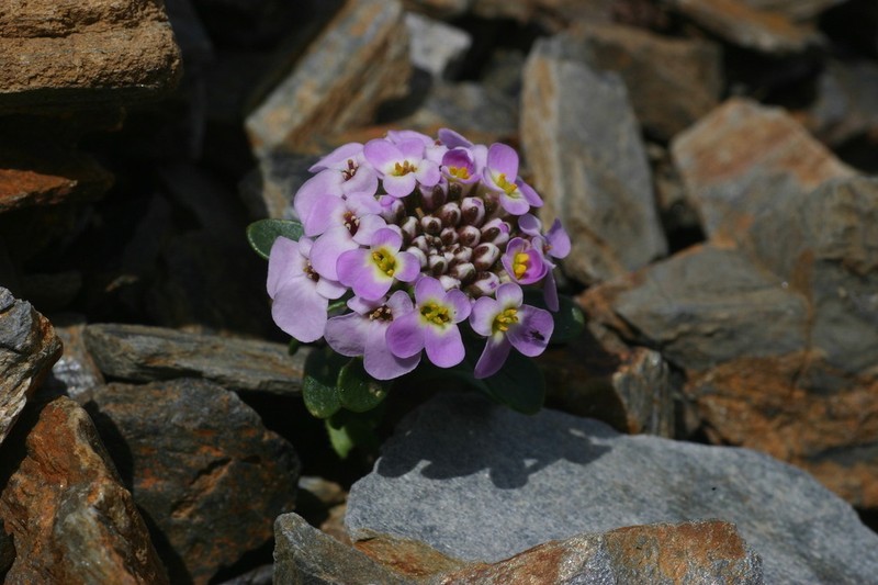 Iberis spathulata photo 8