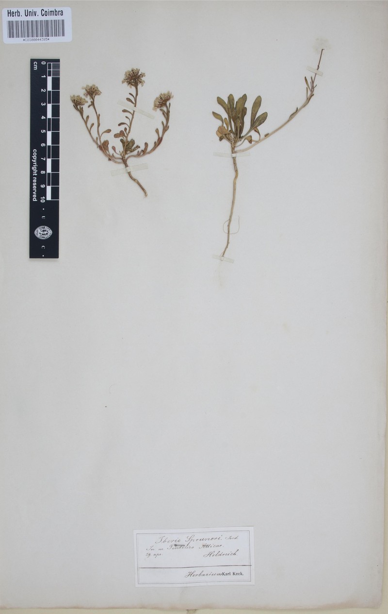 Iberis spruneri