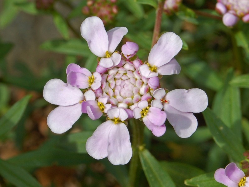 Globe Candytuft