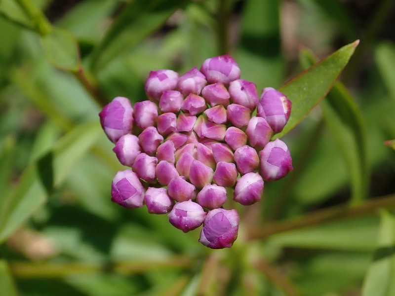 Globe Candytuft photo 2