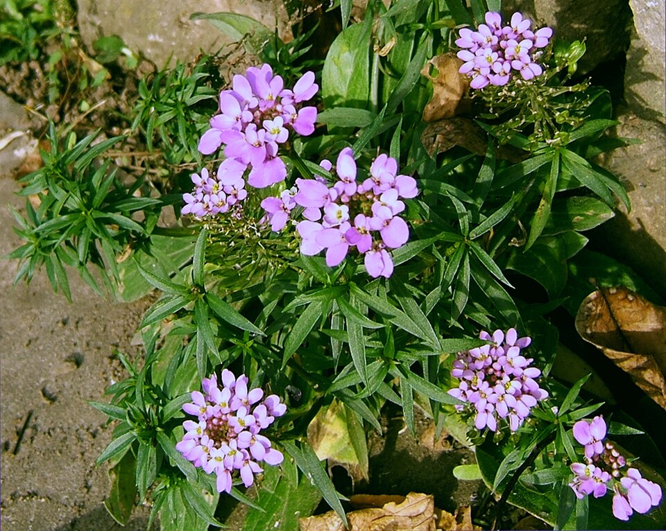 Globe Candytuft photo 3