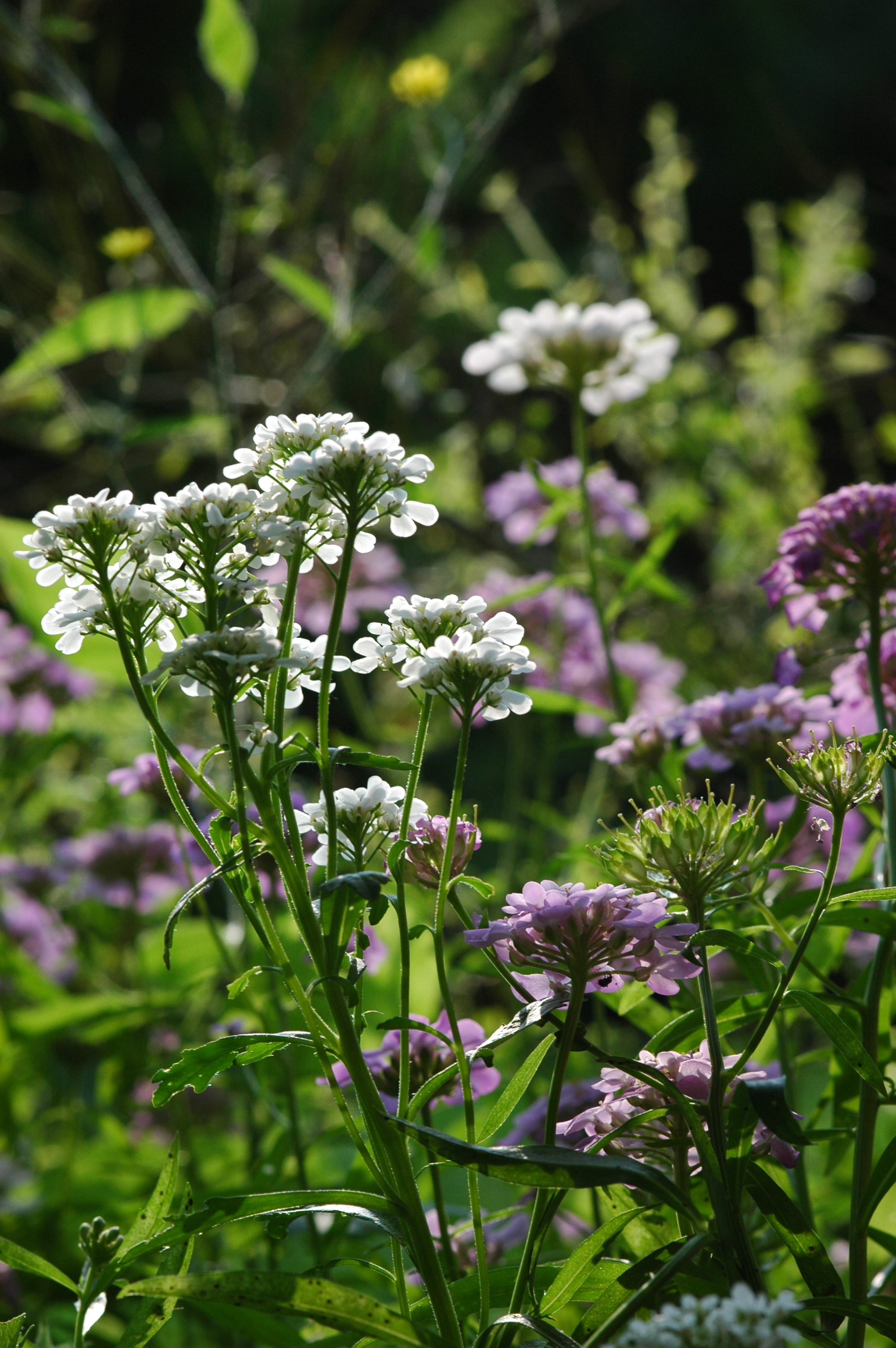 Globe Candytuft photo 4