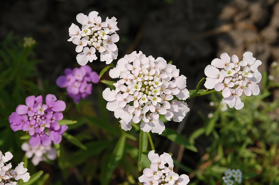 Globe Candytuft photo 6