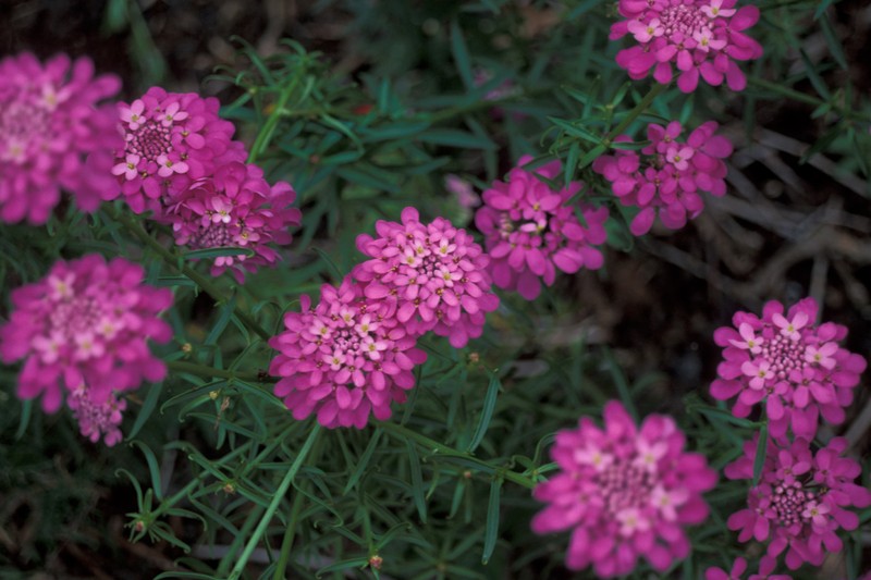 Globe Candytuft photo 7