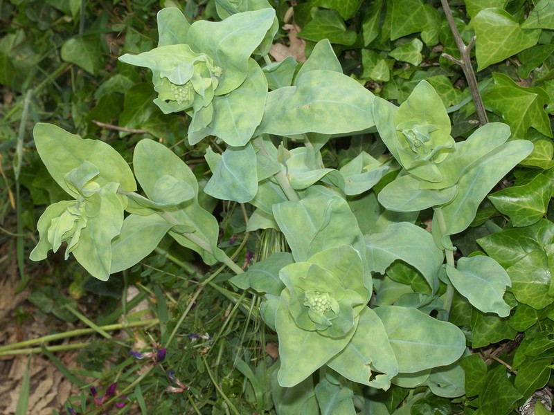 Iberodes brassicifolia