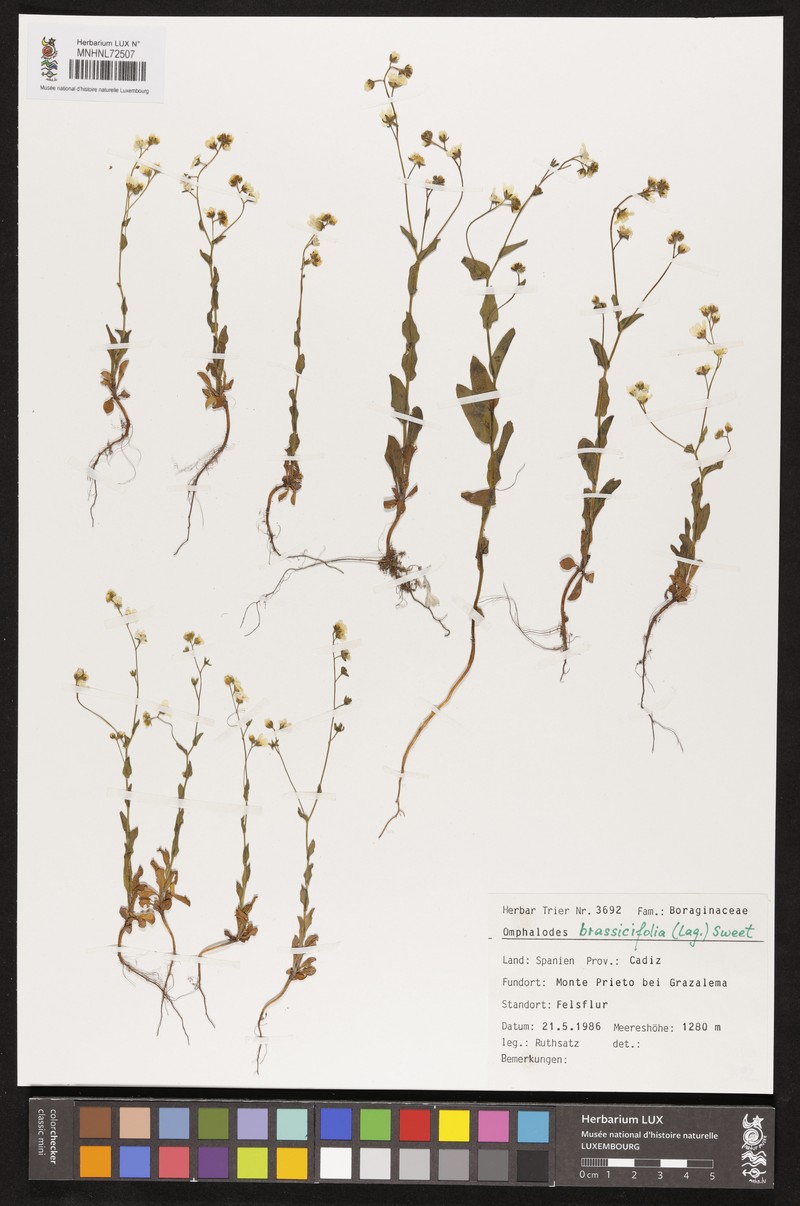 Iberodes brassicifolia photo 3