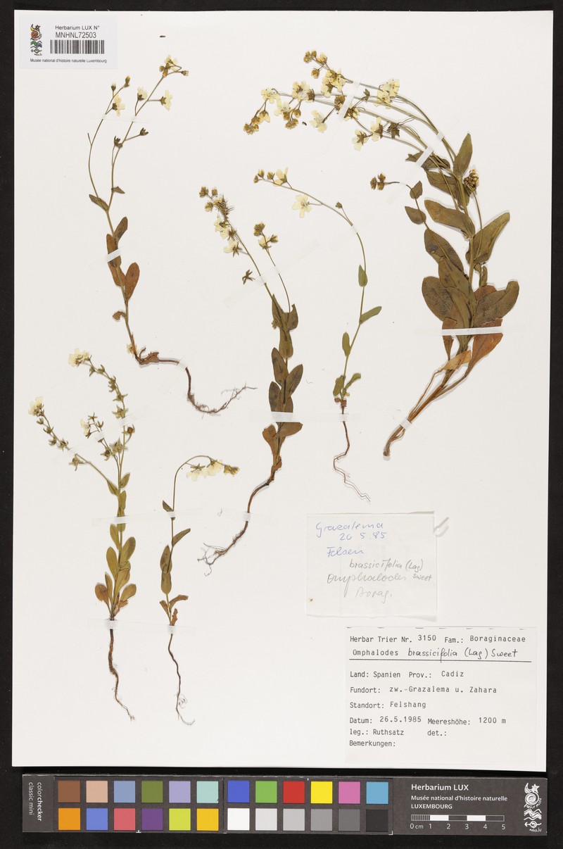 Iberodes brassicifolia photo 4