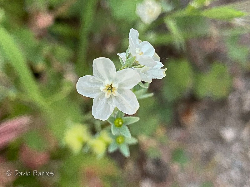 Iberodes commutata