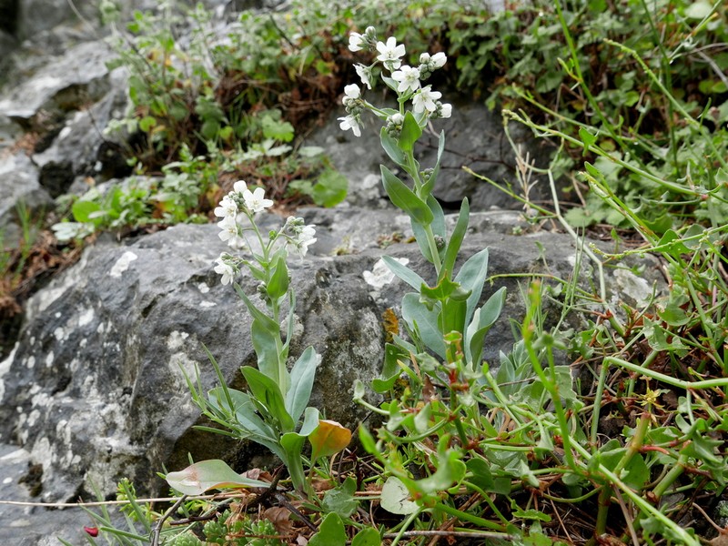 Iberodes commutata photo 2