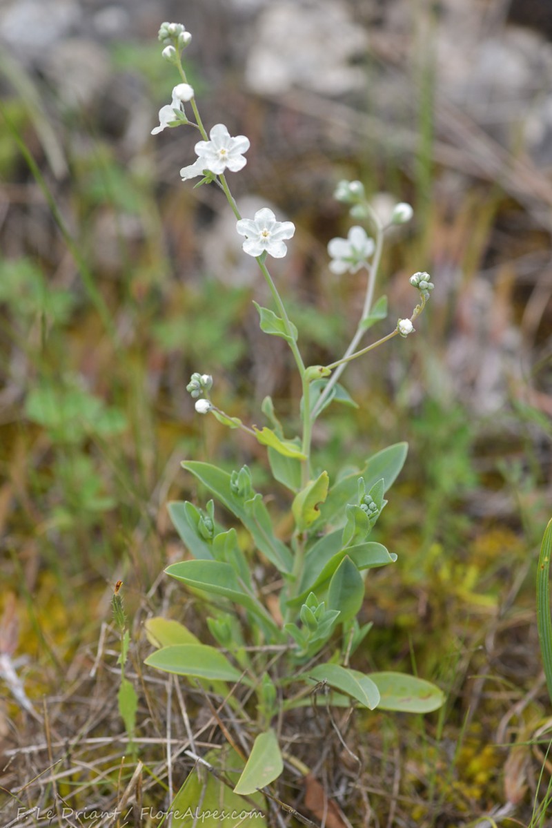 Iberodes commutata photo 3