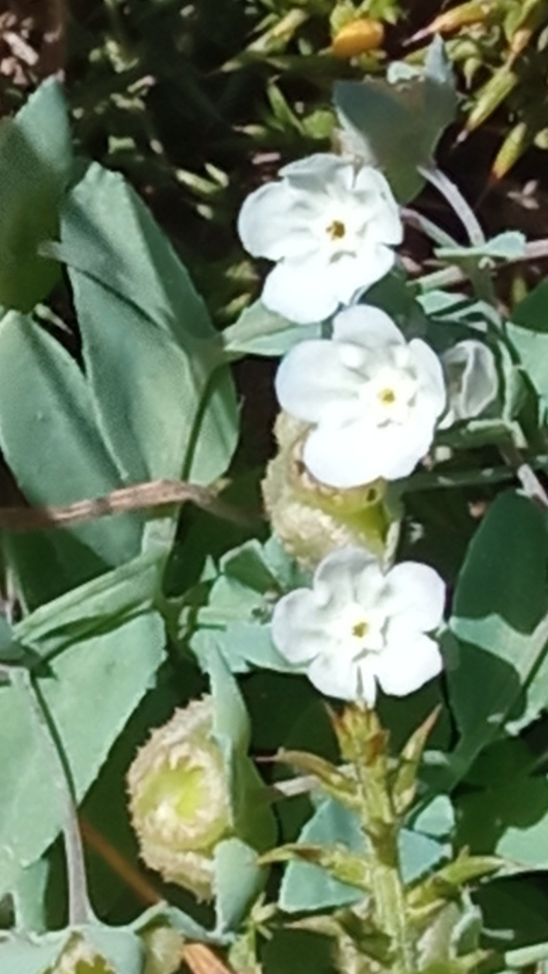Iberodes kuzinskyana photo 3