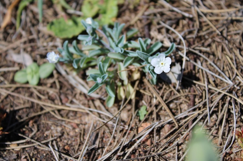 Iberodes kuzinskyana photo 5