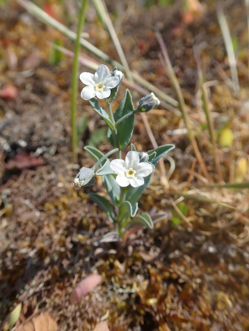 Iberodes littoralis photo 2