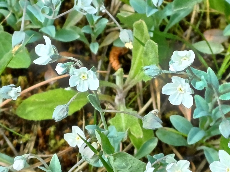 Iberodes littoralis photo 3