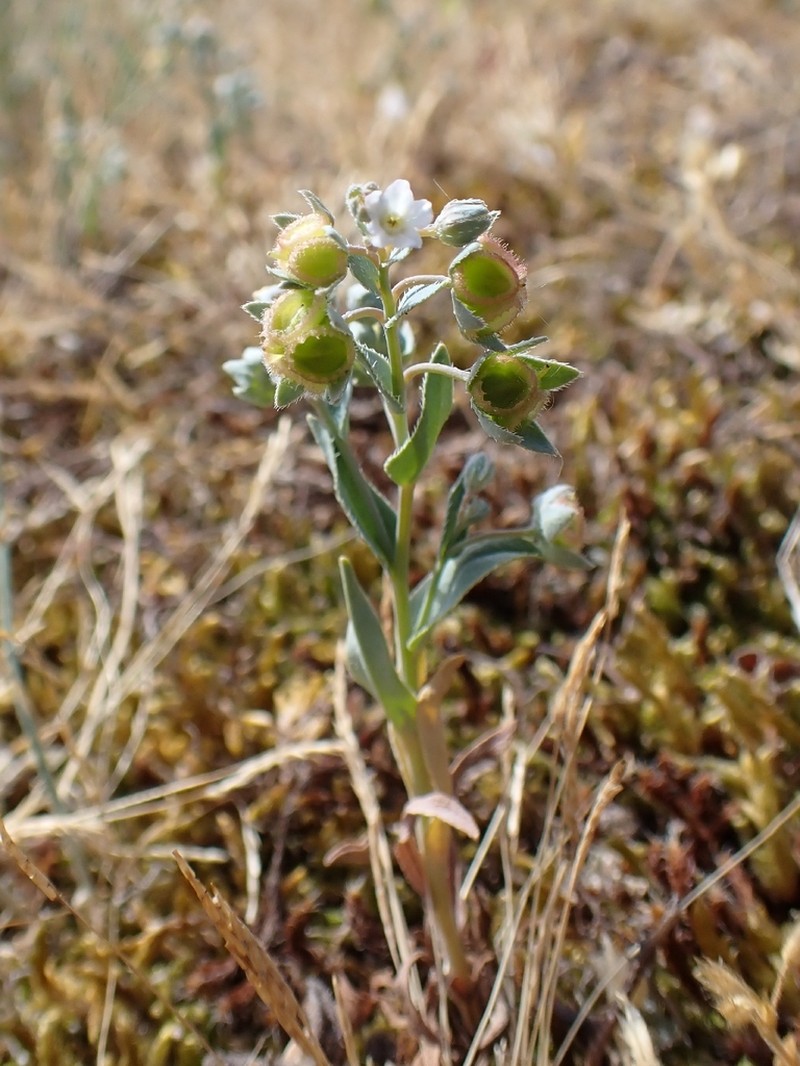 Iberodes littoralis photo 4