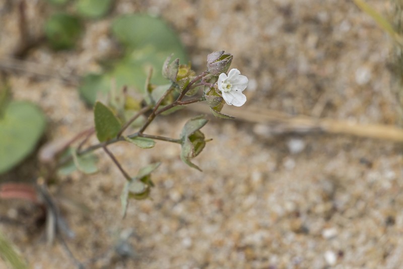 Iberodes littoralis photo 5