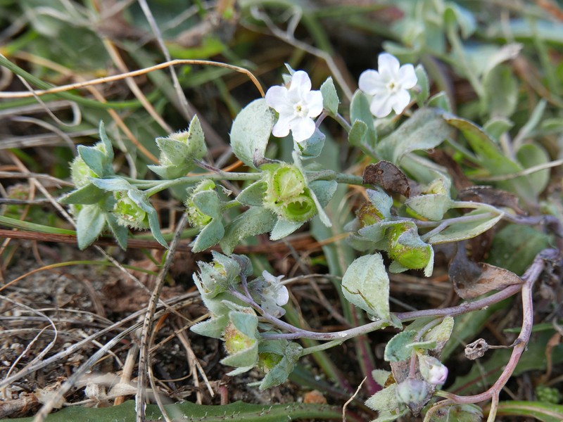 Iberodes littoralis photo 6