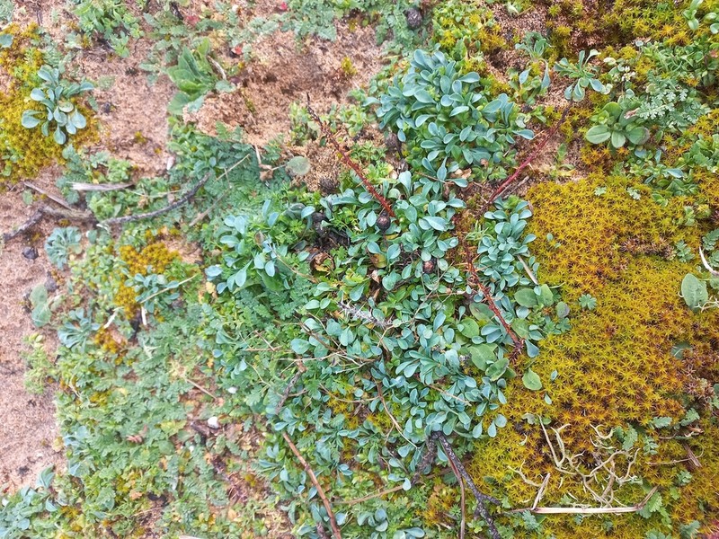 Iberodes littoralis photo 8