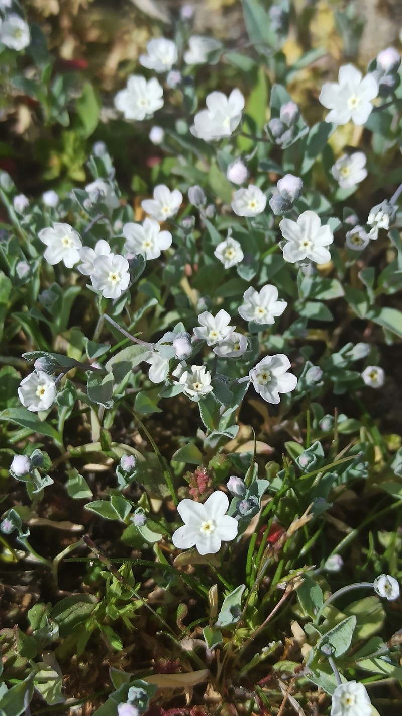 Iberodes littoralis subsp. gallaecica