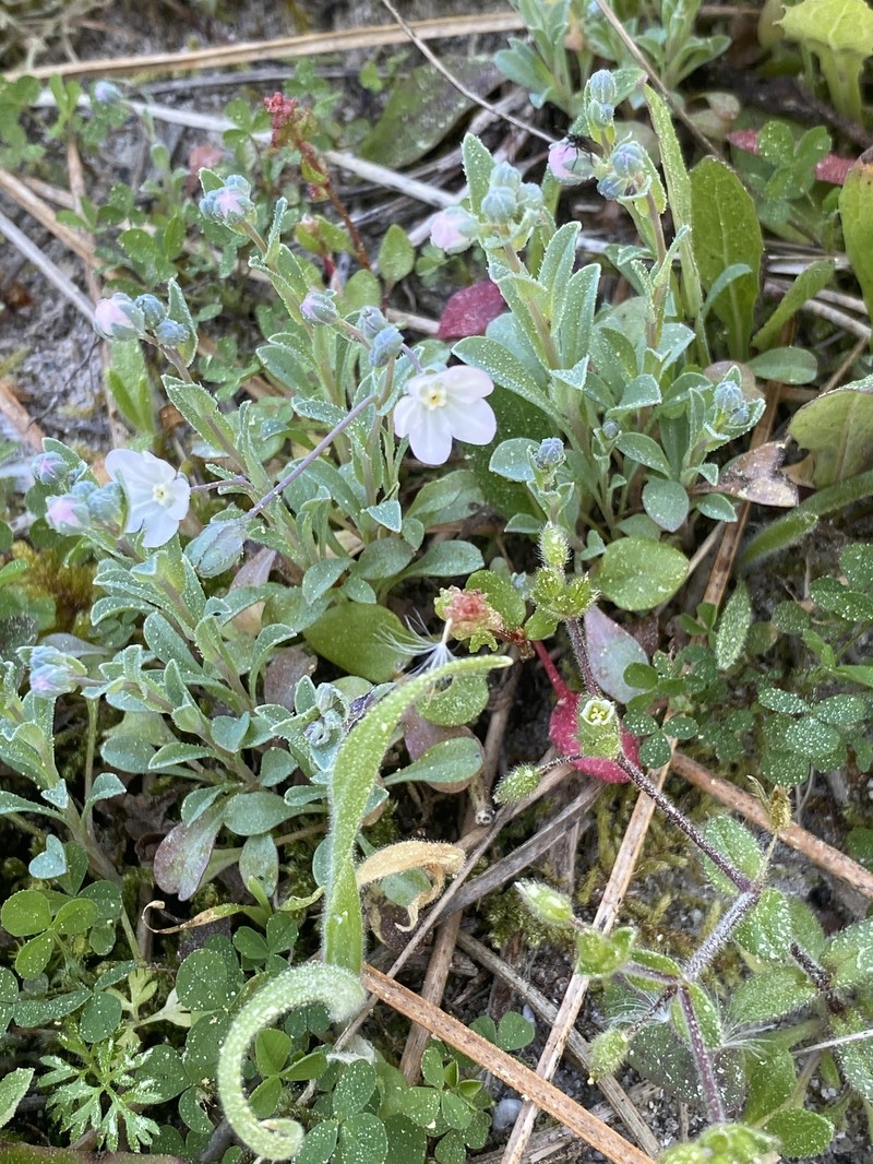 Iberodes littoralis subsp. gallaecica photo 2
