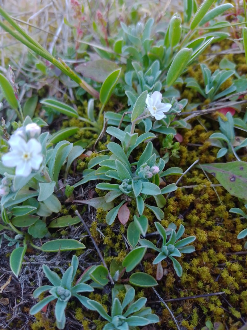 Iberodes littoralis subsp. gallaecica photo 3