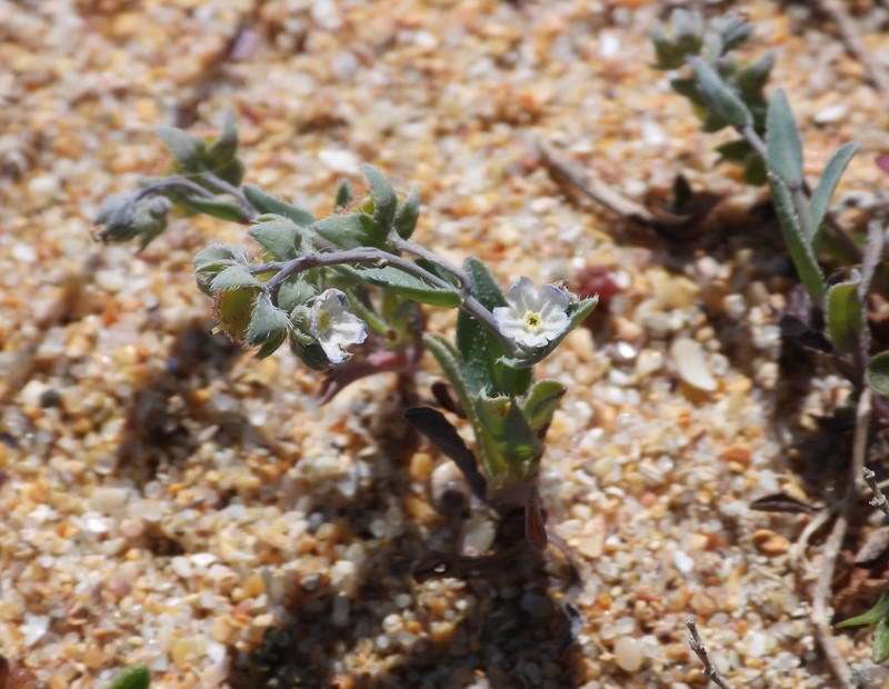 Iberodes littoralis subsp. gallaecica photo 4
