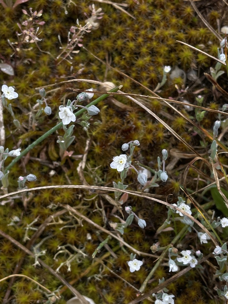 Iberodes littoralis subsp. littoralis