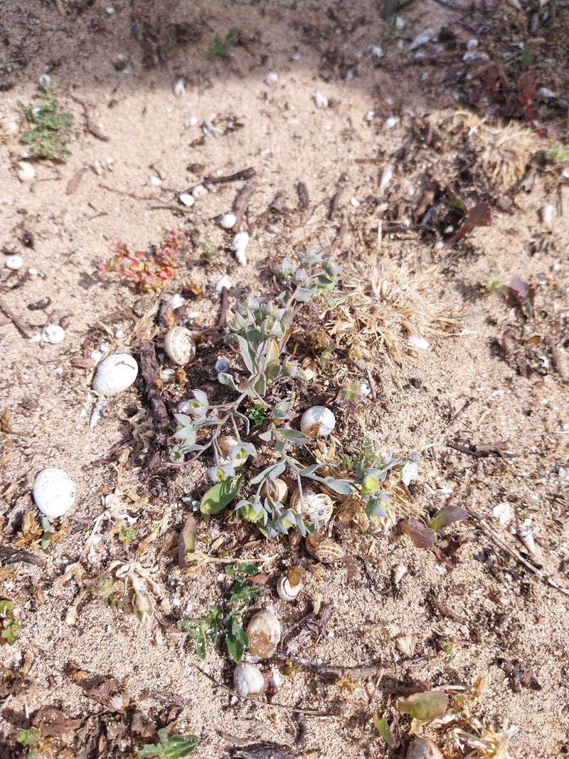 Iberodes littoralis subsp. littoralis photo 2