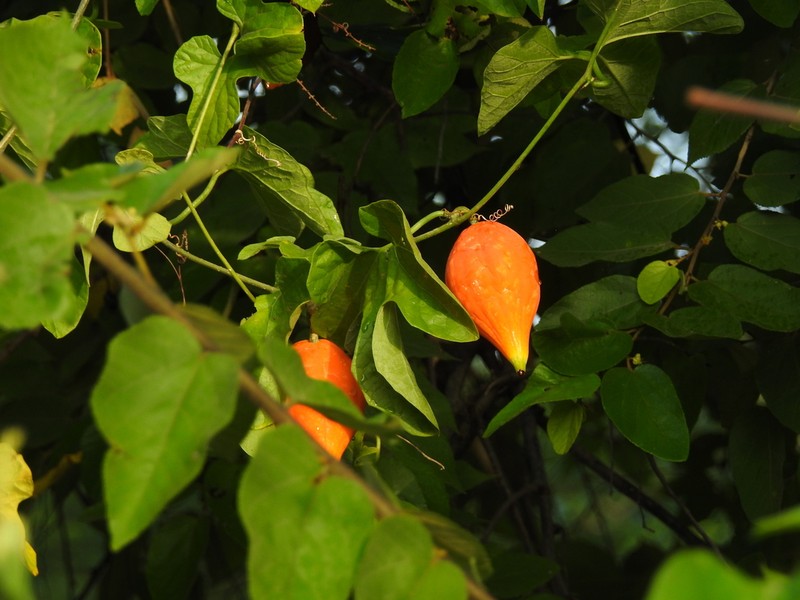 Ibervillea fusiformis