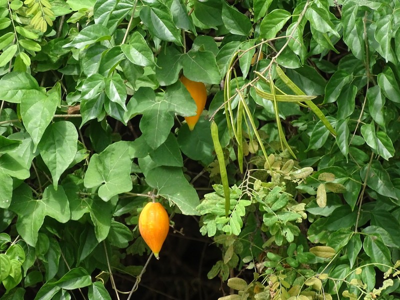 Ibervillea fusiformis photo 2